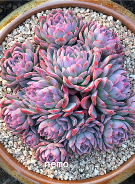 冰火芙蓉(现在不红) 群生 多肉植物 办公室 净化空气 迷你盆栽