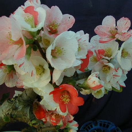 精选花园植物预定 复色变化海棠 高岭 春季开花 开花株