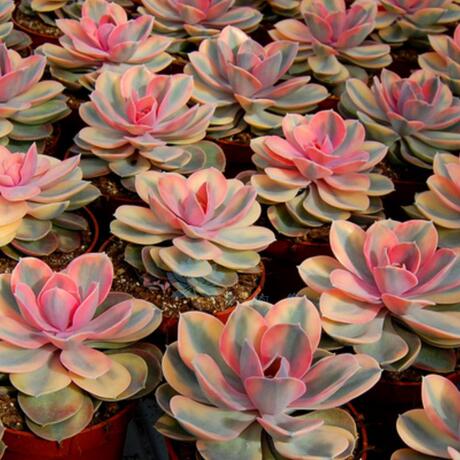 进口多肉植物echeveria rainbow彩虹多肉一物一拍彩虹叶片贵货