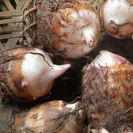 浙西农特产新鲜毛芋仔芋艿绿色蔬菜红芽芋小芋头江浙沪5斤包邮