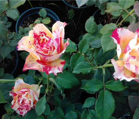 【岁月静好月季园】万华镜四季开花阳台庭院月季盆栽抗病切花新品