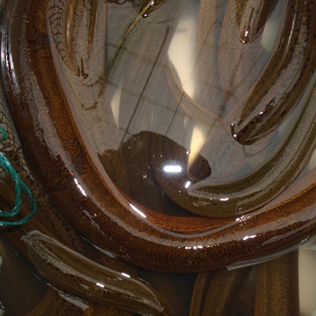 兴化活长鱼 野生长鱼 野生黄鳝鲜活鳝鱼活体每条1-3两 2斤包邮 - 爱