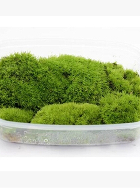 苔藓孢子体 野生苔藓 种子 包邮直立短绒藓