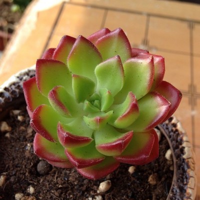 萱萱多肉【蒂亚|绿焰】绿植 花卉 吸甲醛防辐射 盆栽 多肉批发