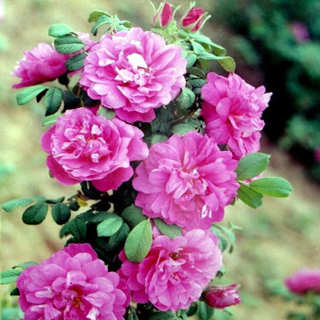 【天天特价】冷香玫瑰花苗耐寒盆栽地栽玫瑰花苗香气袭人买三送一