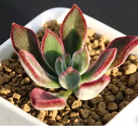 木辛园艺|锦晃星 中等株 多肉植物批发 大棚直销