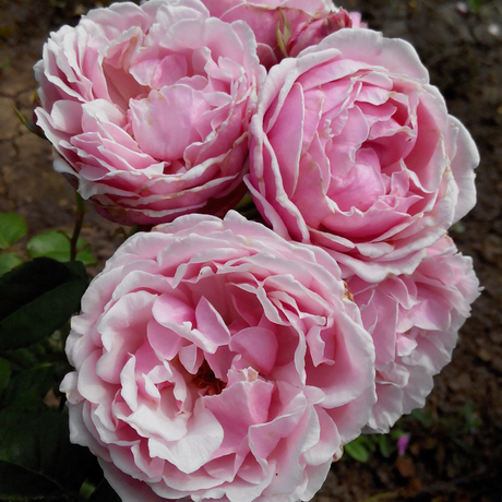 梦境园艺 月季 新品 日月 复古珊瑚(m-vintage coral)