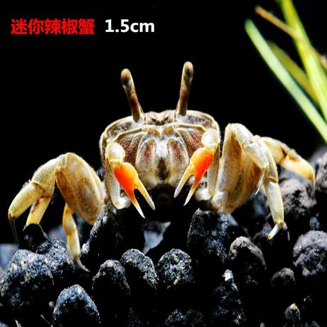 迷你辣椒蟹宠物蟹宠物螃蟹观赏蟹活体宠物吃虫除藻买