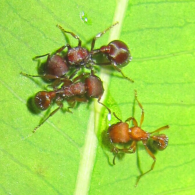 

Муравей Pogonomyrmex Bispinosus +1