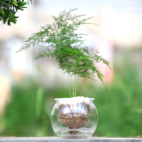遇花园文竹绿植盆栽室内水培绿色植物办公室盆景带盆云竹好养易活