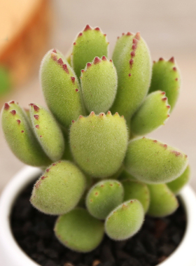 熊童子 小熊多肉 熊爪 多肉植物 多肉 熊爪多肉