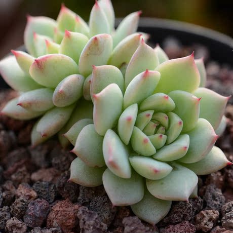 tp 蒂比 精美果冻色 稀有高档美观特价多肉植物 满18元包邮