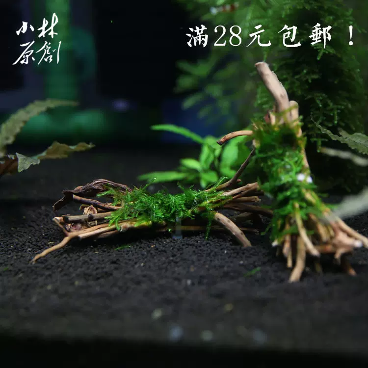 绿菊花铅卷捆水草水族箱活体造景套餐新手后景草金鱼草小鱼缸水藻