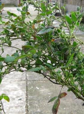 山葡萄苗 野生野葡萄树苗毛葡萄苗野生葡萄桩酿酒葡萄苗庭院栽培 - 爱