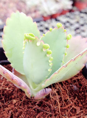 宽叶绿色不死鸟 多肉植物 蕾丝公主 4-8厘米【现在为绿色】