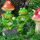 可爱青蛙树脂工艺品盆栽装饰品园艺设计蘑菇摆件欢迎光临个性礼物 mini 0