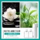 Xiaofei+Gardenia Flower+Westin White Tea