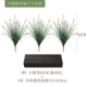 Little Wolf Tail Botanical Pack A [Forest Green 55 см]]