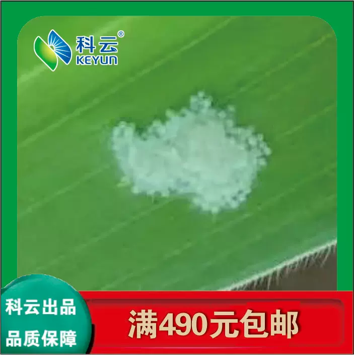小菜蛾卵实验生测教学活体昆虫小青虫虫卵孵化率60 现货人工饲养