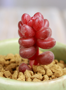 z-【红爪】多肉植物 景天科 懒人植物 易养护 不含花盆 清新语