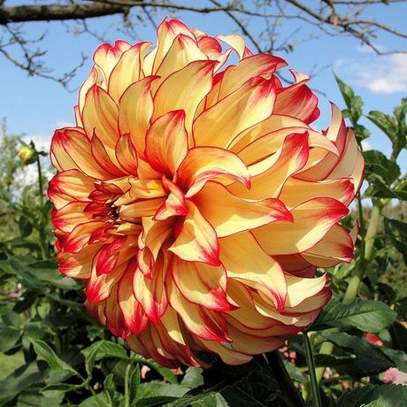 {预售}2017.3cicy&moxi 荷兰进口大丽花dahlia球根 lady darlene