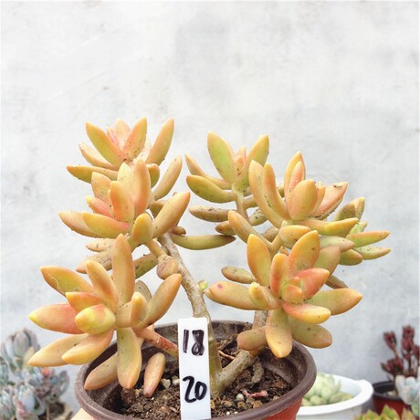 欧仔家 多肉植物 红日老桩群生 一物一拍 精品多肉