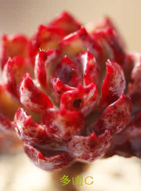 普埃布拉多肉天使之城echeveria secunda, puebla一物一拍包邮