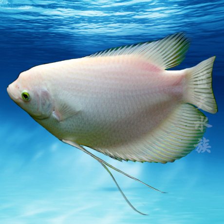 爱逛街为您找到大型鱼相关的宝贝,您可以在下面的板块中挑选喜欢的