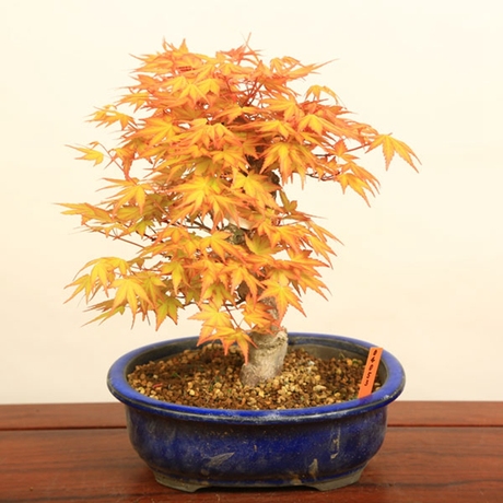 盆景小盆景小型微型手盆手抓盆黄枫黄金枫日本枫树-茜
