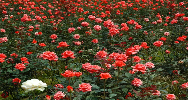 伊甸园玫瑰观光景区图片