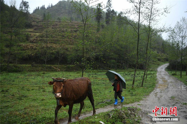 重庆山区7岁"放牛娃" 与87岁奶奶相依为命