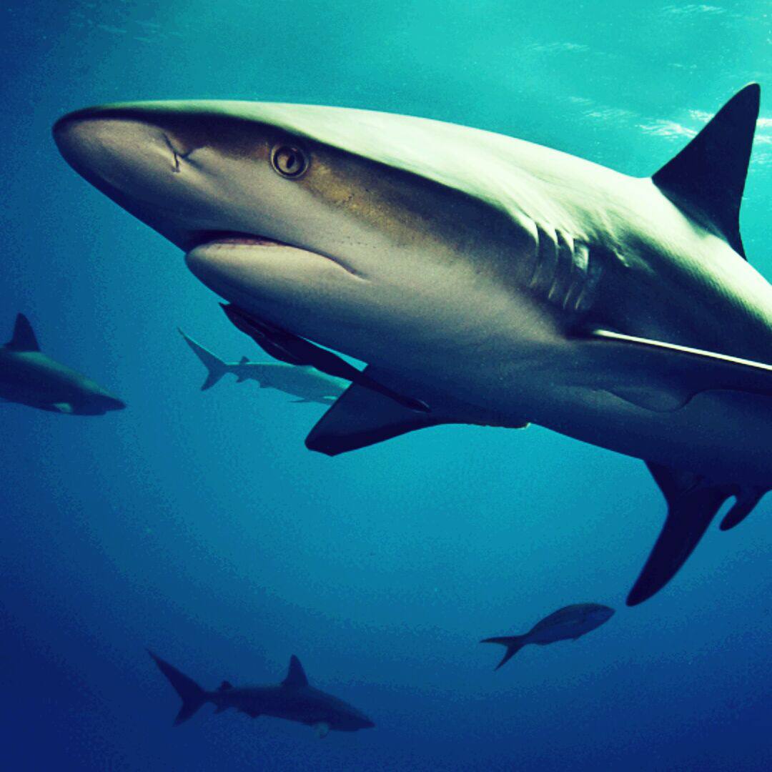 爱逛街为您找到真皮马丁靴相关的宝贝,您可以在下面的板块中挑选喜欢