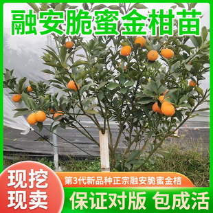 Ронг хрустящий цитрусовый четыре Мяо гладкая и хрустящая кожа золотой кожа Апельсин мед золотой мандарин Фрукты прививка рассада комнатный Сад зеленый завод