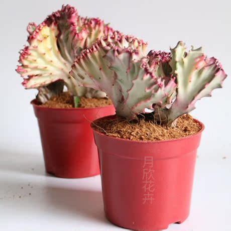 彩色金麒麟盆栽玉麒麟镇宅辟邪绿植花卉彩春峰多肉防辐射吸甲醛
