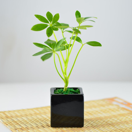 豁新 小鹅掌柴 鸭脚木 桌面盆栽绿植 七叶莲花 除尼古丁吸甲醛