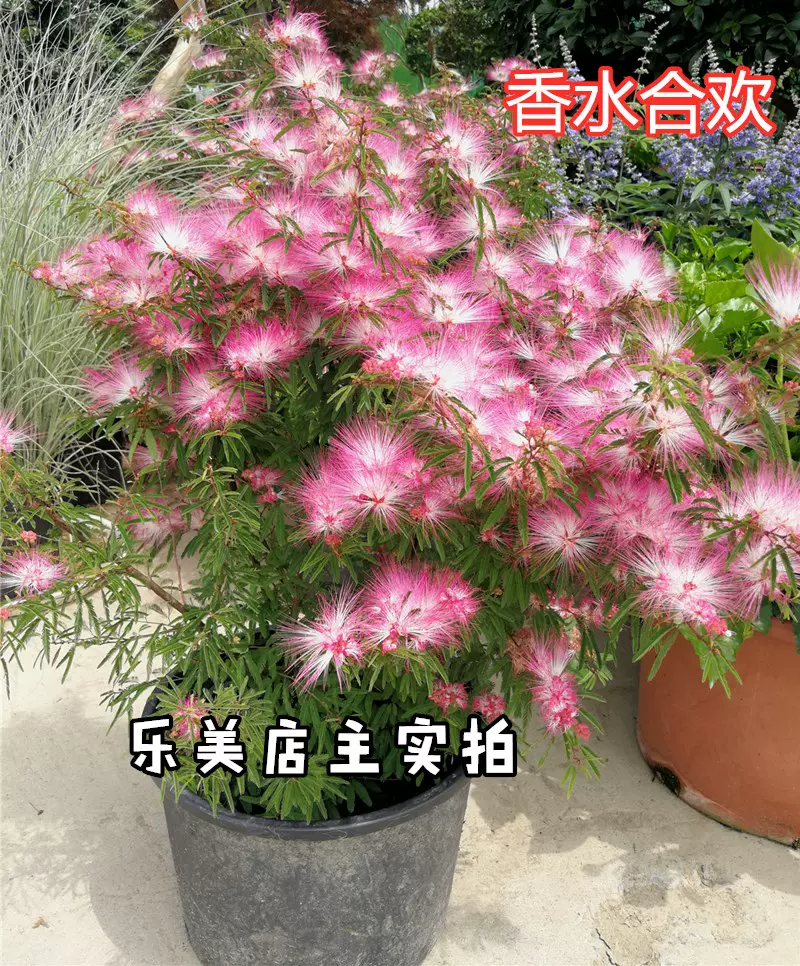 包邮花镜植物水果兰盆栽花苗庭院花园观叶植物四季常青耐寒耐热