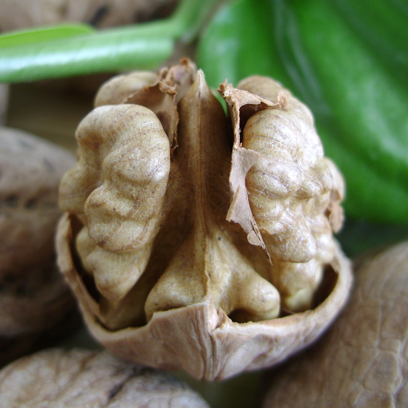 吕梁山野生老树山核桃硬壳生核桃非纸皮核桃原生态绝不漂白500克