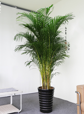 爱优尚散尾葵盆栽凤尾竹净化空气吸甲醛绿植花卉上海杭州送货