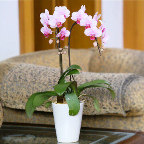 有花堪养直须养 养花是一件风雅趣事 陶冶情操 修身养性 大 谈家具