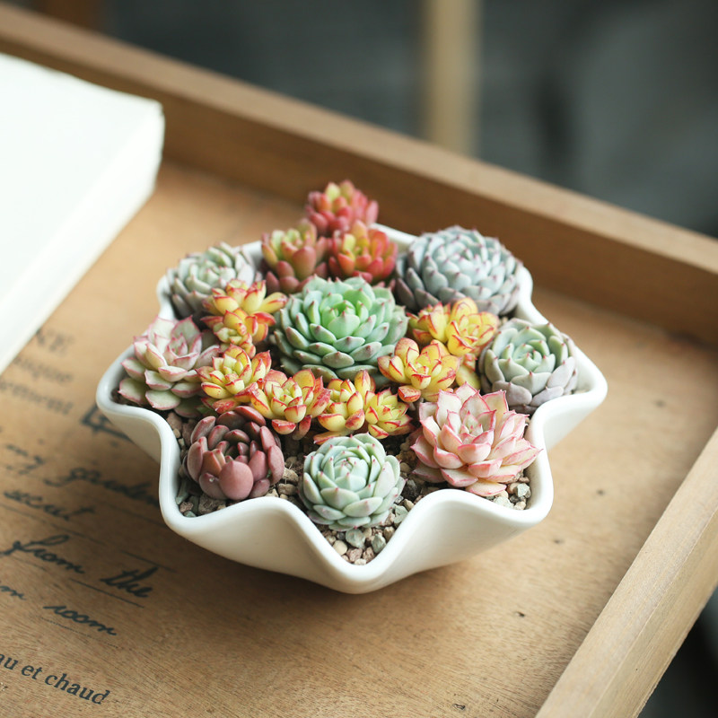 有花堪养直须养 养花是一件风雅趣事 陶冶情操 修身养性 大 谈家具