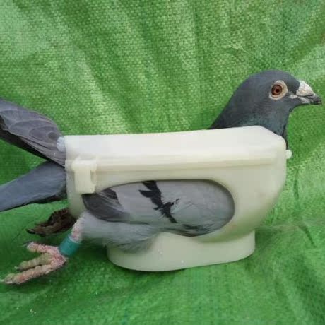 新 成年信鸽套脚环器 /赛鸽上足环机/ 固定器/特比环套环器