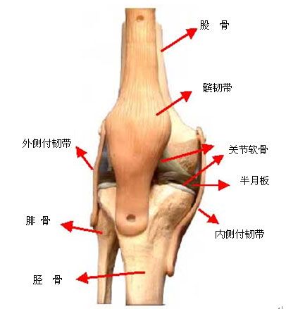 腿的部位关节名称图解图片