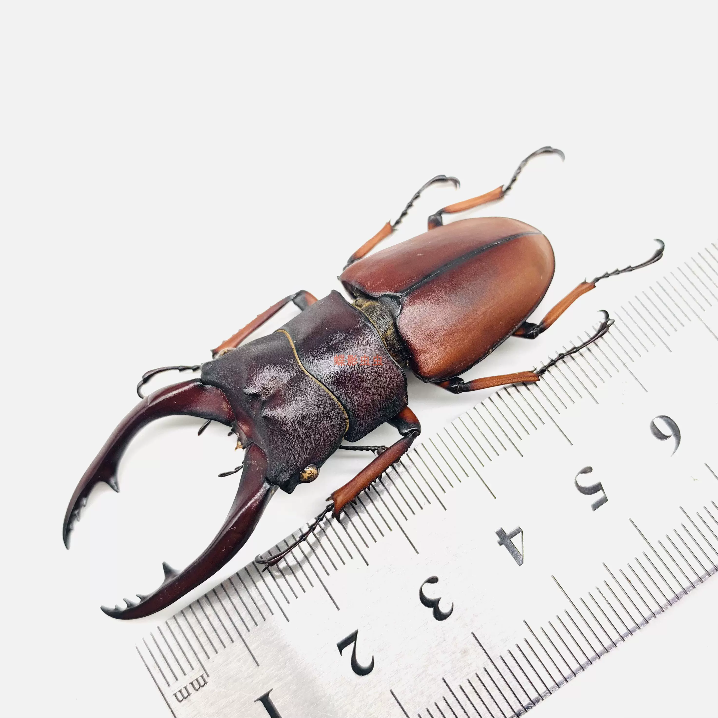 秘鲁巨牙四眼锹甲Sphaenognathus giganteus原虫标本046 - Taobao