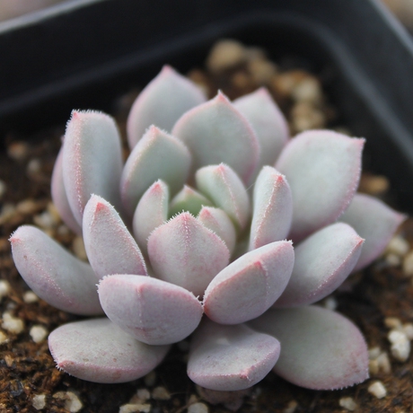 【店铺推广 进店必买】多肉植物 雪锦 香格里拉 - 爱逛街手机版