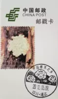 Один набор из 1 набора специальных марок Tremella, один набор специальных марок Tremella.