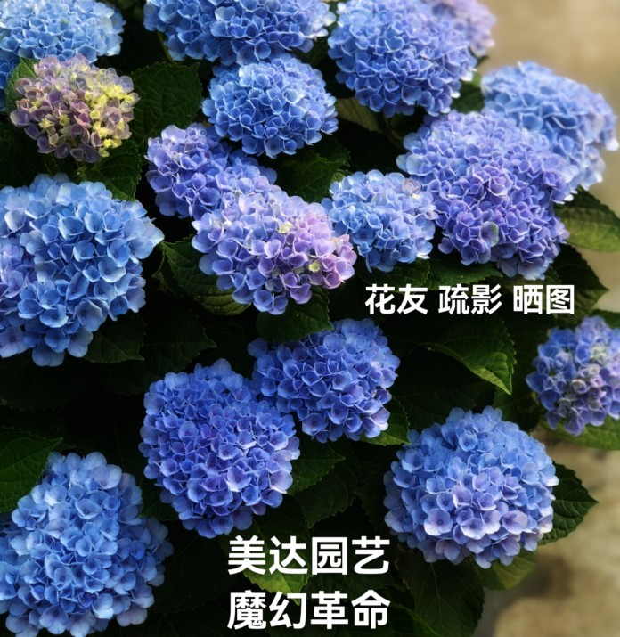 大花绣球花苗鲜切花腔调复古腔调进口绣球盆栽有1加仑大苗- Taobao