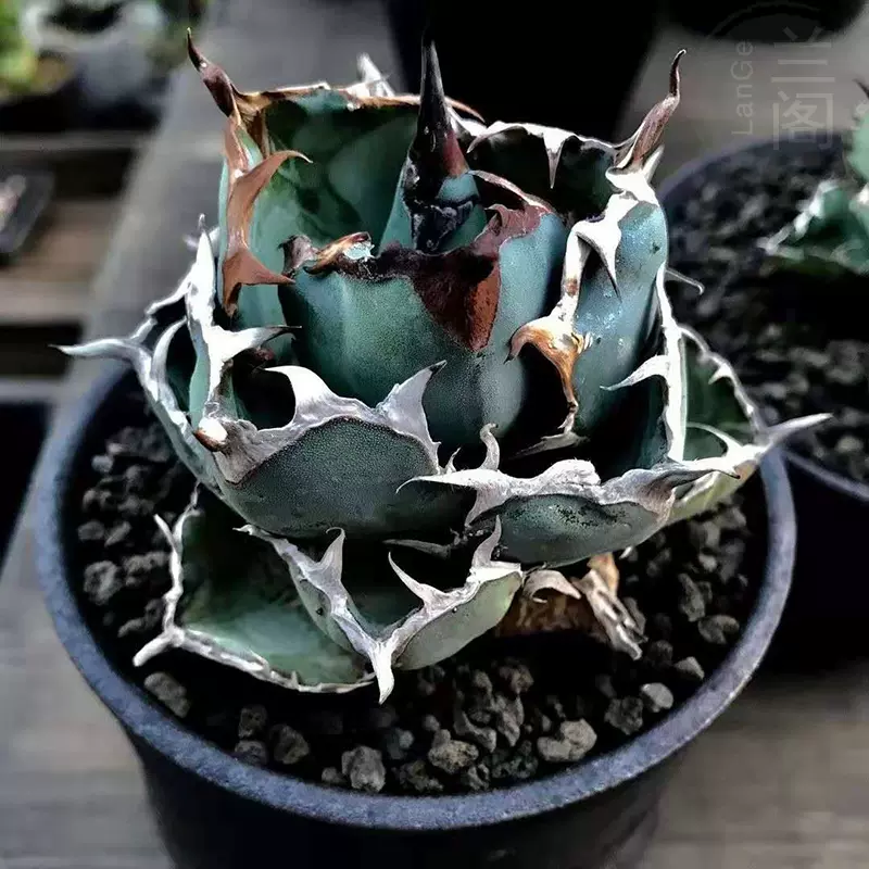 蓝鲸仁王冠Agave Titanota 蓝球一物一拍精品龙舌兰科多肉植物-Taobao