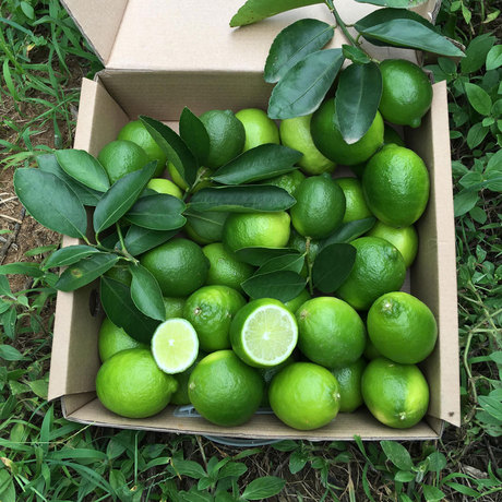 【大柠檬】_泰国青柠檬图片_价格_搭配分享 - 爱逛街