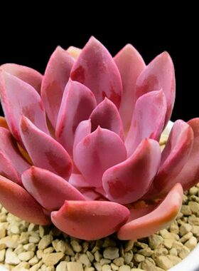 进口多肉植物半价办公桌面组合盆栽批发 塔洛克萌肉肉多肉 满包邮