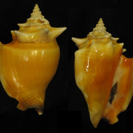 金拳凤凰螺 strombus pugilis l.1758